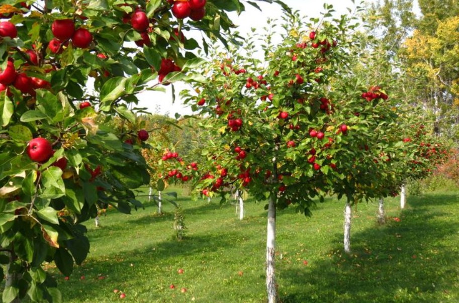 How to Find Apple Trees for Sale UK