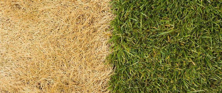 Your Lawn Is Dying And You Don't Even Know It