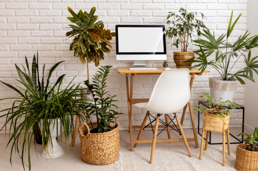 Office's Palmy Oasis: Elevate Your Workspace with Botanical Brilliance and Indoor Palm Plants
